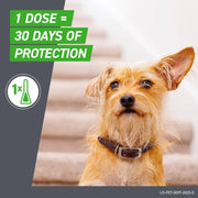 Dog with a collar promotional text about vaccine protection green logo on gray background. EA Store