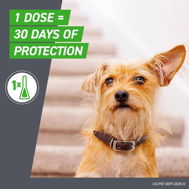 Dog with a collar promotional text about vaccine protection green logo on gray background. EA Store