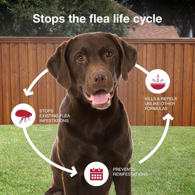 Stop the Flea Cycle with K9 Advantix II Flea and Tick Prevention XL vet trusted.